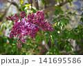 赤いライラックの花 141695586