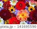 カラフルな花の背景 141695590