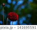 赤いダリア 141695591