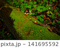 木の根元に生える苔 141695592