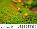 苔の上に落ちたキノコ 141695593