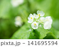 透明になる花　サンカヨウ 141695594