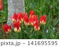 赤いチューリップ 141695595