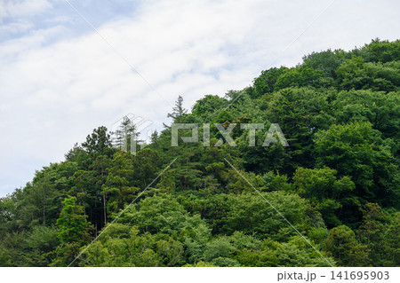 緑豊かな山の斜面 緑豊かな山の斜面 141695903
