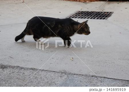 Tabby Cat Walking on Concrete Sidewalk Near Drain Grate. 141695919