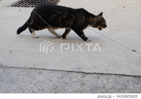 Tabby Cat Walking and Meowing on Concrete Sidewalk. Tabby Cat Walking and Meowing on Concrete Sidewalk. 141695920
