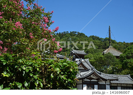百日紅の花が咲く根来寺 百日紅の花が咲く根来寺 141696007