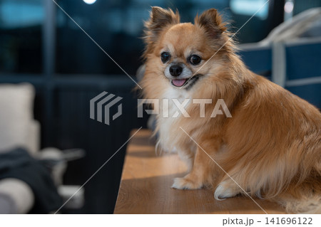 Veterinarian and assistant examine dogs health. Veterinarian and assistant examine dogs health. 141696122