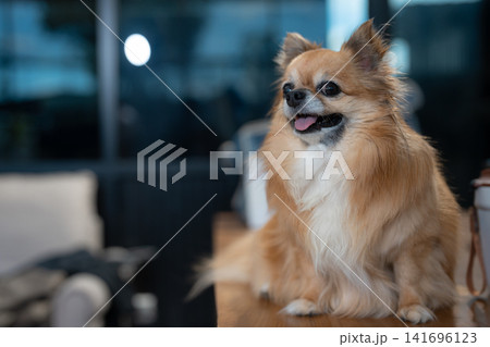 Veterinarian and assistant examine dogs health. Veterinarian and assistant examine dogs health. 141696123