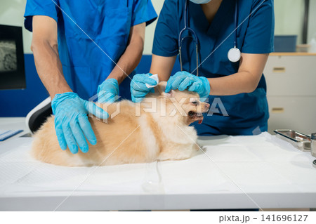 Veterinarian and assistant examine dogs health. Veterinarian and assistant examine dogs health. 141696127