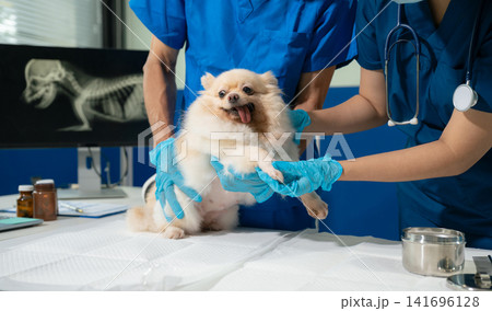 Veterinarian and assistant examine dogs health. Veterinarian and assistant examine dogs health. 141696128