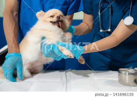 Veterinarian and assistant examine dogs health. Veterinarian and assistant examine dogs health. 141696130