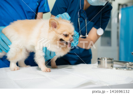Veterinarian and assistant examine dogs health. Veterinarian and assistant examine dogs health. 141696132