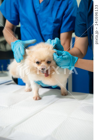 Veterinarian and assistant examine dogs health. Veterinarian and assistant examine dogs health. 141696133