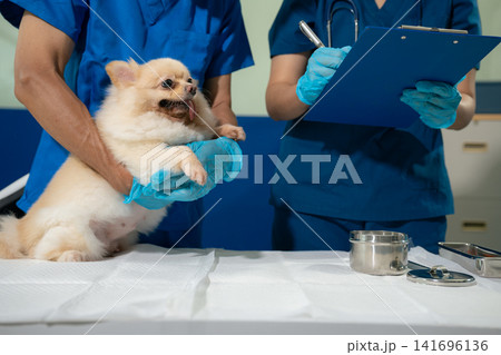 Veterinarian and assistant examine dogs health. Veterinarian and assistant examine dogs health. 141696136
