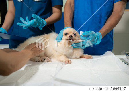 Veterinarian and assistant examine dogs health. 141696147
