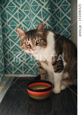 Tabby and white domestic cat sitting beside a food bowl and looking at the camera. Cozy indoor pet portrait with warm natural light 141696325