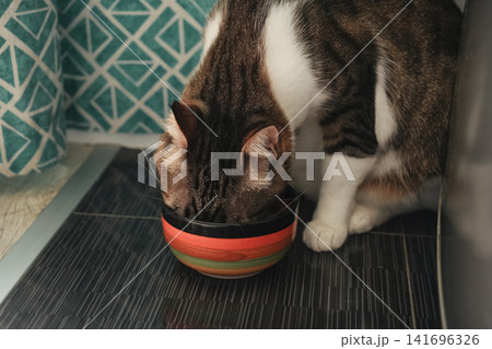 Hungry tabby and white domestic cat eating from a colorful bowl indoors. Everyday pet feeding routine in a cozy home environment Hungry tabby and white domestic cat eating from a colorful bowl indoors. Everyday pet feeding routine in a cozy home environment 141696326
