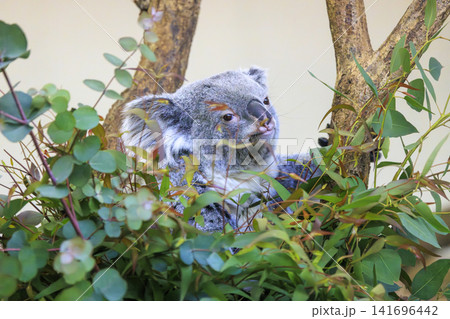 多摩動物公園 コアラ / Koala 多摩動物公園 コアラ / Koala 141696442