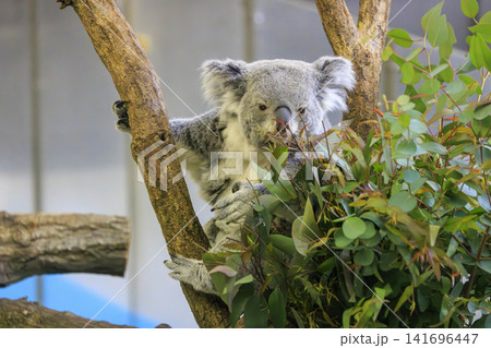 多摩動物公園 コアラ / Koala 多摩動物公園 コアラ / Koala 141696447