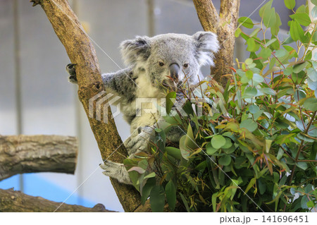 多摩動物公園 コアラ / Koala 多摩動物公園 コアラ / Koala 141696451