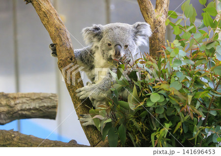 多摩動物公園 コアラ / Koala 多摩動物公園 コアラ / Koala 141696453