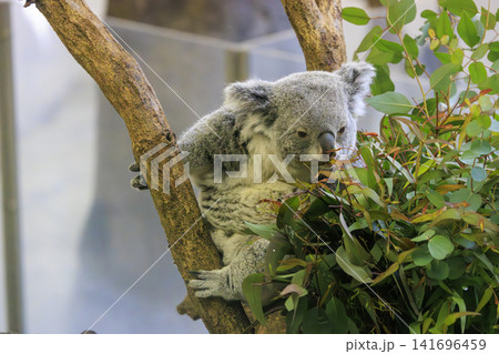 多摩動物公園 コアラ / Koala 多摩動物公園 コアラ / Koala 141696459