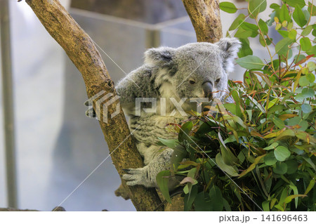 多摩動物公園 コアラ / Koala 多摩動物公園 コアラ / Koala 141696463