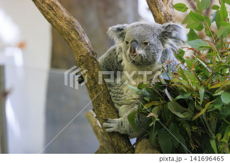 多摩動物公園 コアラ / Koala 141696465