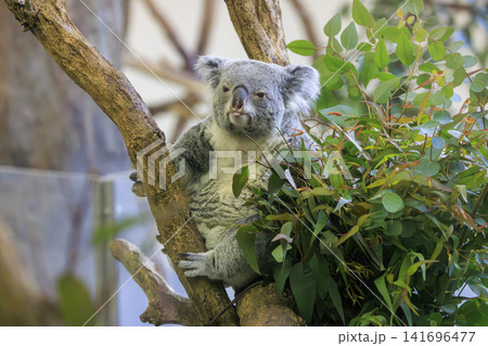 多摩動物公園 コアラ / Koala 多摩動物公園 コアラ / Koala 141696477