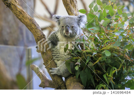 多摩動物公園 コアラ / Koala 多摩動物公園 コアラ / Koala 141696484
