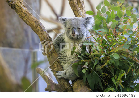 多摩動物公園 コアラ / Koala 多摩動物公園 コアラ / Koala 141696488