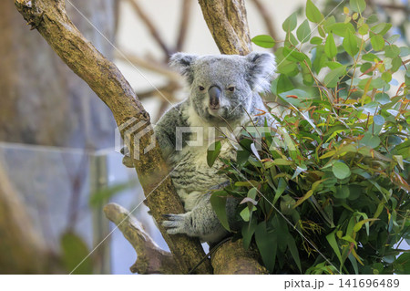 多摩動物公園 コアラ / Koala 多摩動物公園 コアラ / Koala 141696489