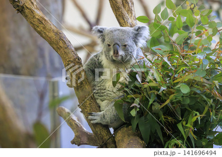 多摩動物公園 コアラ / Koala 多摩動物公園 コアラ / Koala 141696494