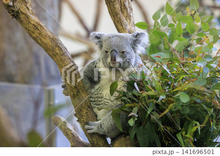 多摩動物公園 コアラ / Koala 多摩動物公園 コアラ / Koala 141696501