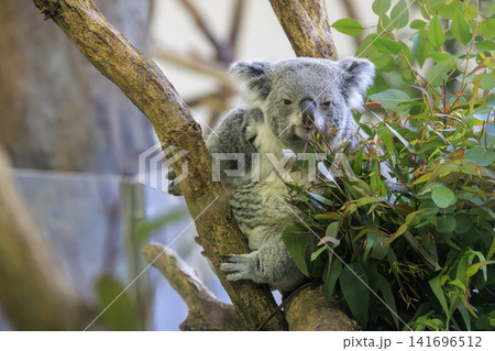 多摩動物公園 コアラ / Koala 多摩動物公園 コアラ / Koala 141696512