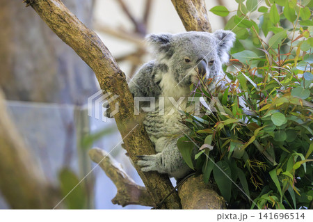 多摩動物公園 コアラ / Koala 多摩動物公園 コアラ / Koala 141696514