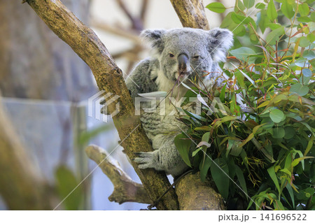 多摩動物公園 コアラ / Koala 多摩動物公園 コアラ / Koala 141696522