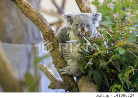 多摩動物公園 コアラ / Koala 多摩動物公園 コアラ / Koala 141696524