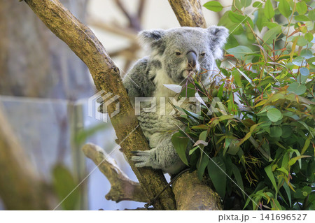 多摩動物公園 コアラ / Koala 多摩動物公園 コアラ / Koala 141696527