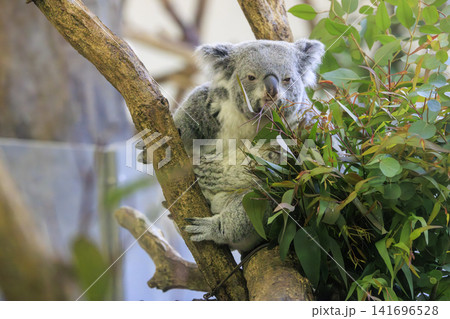 多摩動物公園 コアラ / Koala 多摩動物公園 コアラ / Koala 141696528