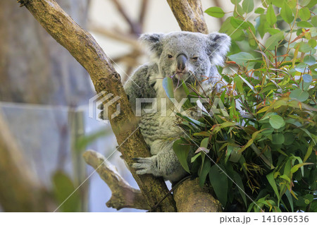 多摩動物公園 コアラ / Koala 多摩動物公園 コアラ / Koala 141696536