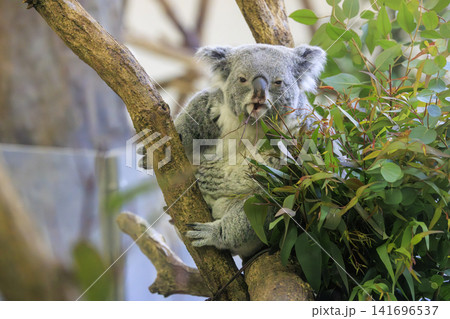 多摩動物公園 コアラ / Koala 多摩動物公園 コアラ / Koala 141696537
