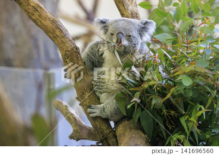 多摩動物公園 コアラ / Koala 141696560