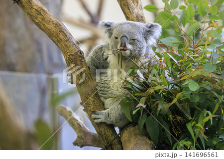 多摩動物公園 コアラ / Koala 多摩動物公園 コアラ / Koala 141696561