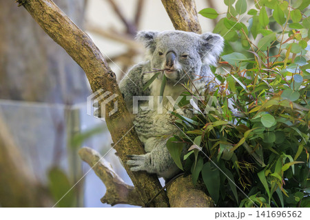 多摩動物公園 コアラ / Koala 多摩動物公園 コアラ / Koala 141696562