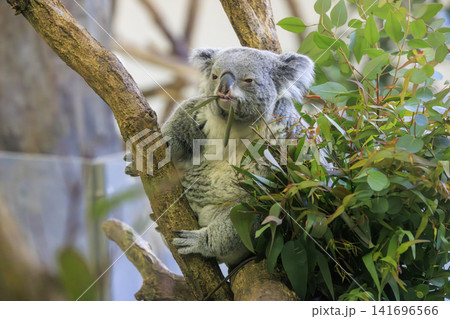 多摩動物公園 コアラ / Koala 多摩動物公園 コアラ / Koala 141696566