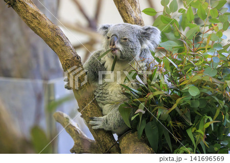 多摩動物公園 コアラ / Koala 多摩動物公園 コアラ / Koala 141696569