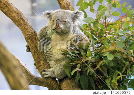 多摩動物公園 コアラ / Koala 多摩動物公園 コアラ / Koala 141696573