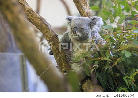 多摩動物公園 コアラ / Koala 多摩動物公園 コアラ / Koala 141696574